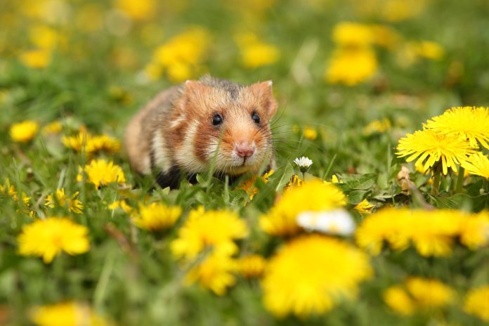 european hamster flowering meadow