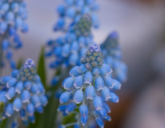 ce flori plantam primavara in gradina
