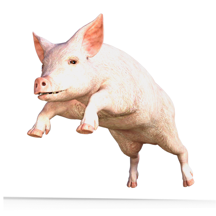 in cat timp trece efectul antibioticelor din organism la porci