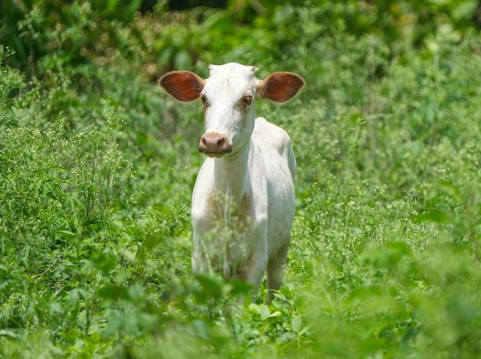 cat costa un vitel de 3 luni