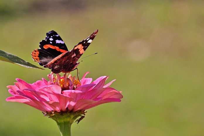 Ce trebuie sa stii despre celulele stem inainte de a lua o decizie?