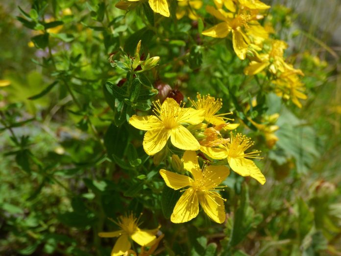 crema sanziene tiroida