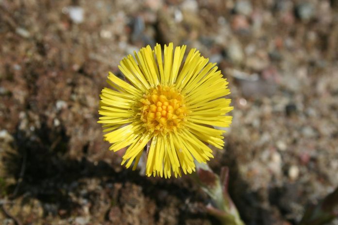 tuse de la glanda tiroida