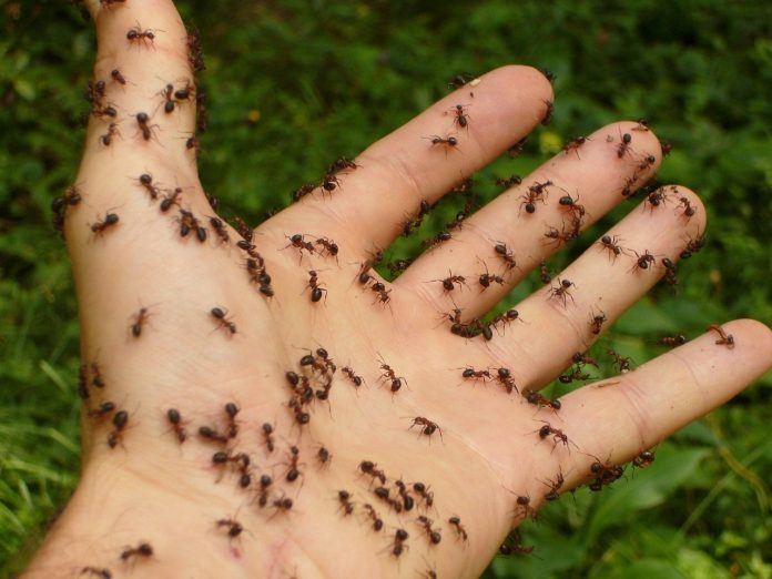 muscaturi de insecte